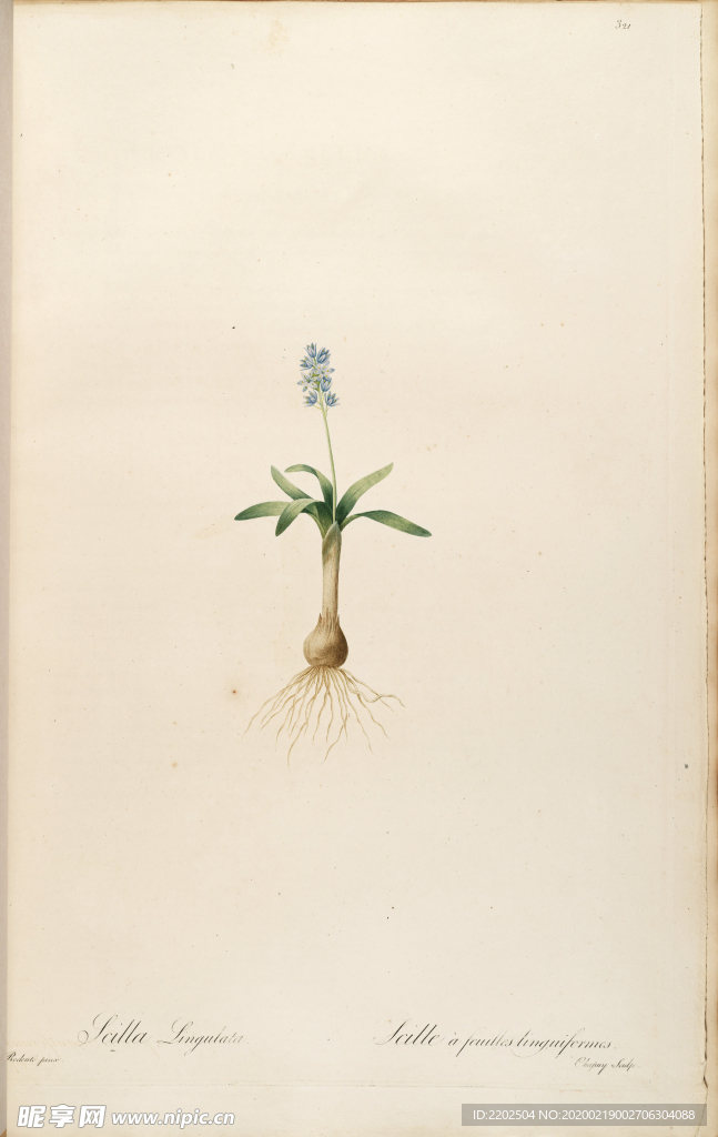 手绘插画 花卉装饰画 花草图谱