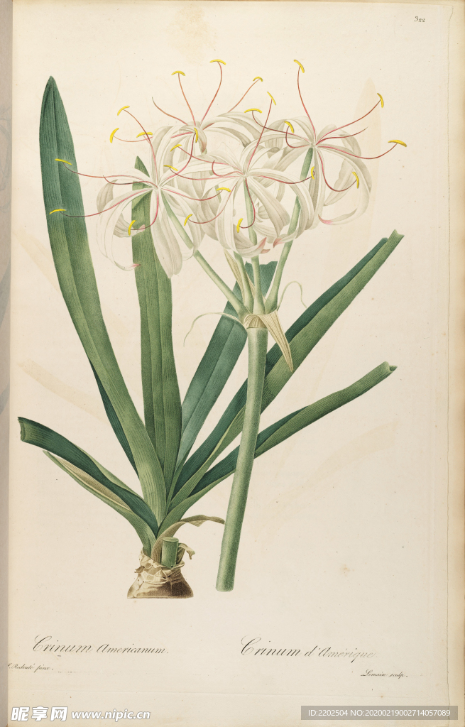 手绘插画 花卉装饰画 花草图谱