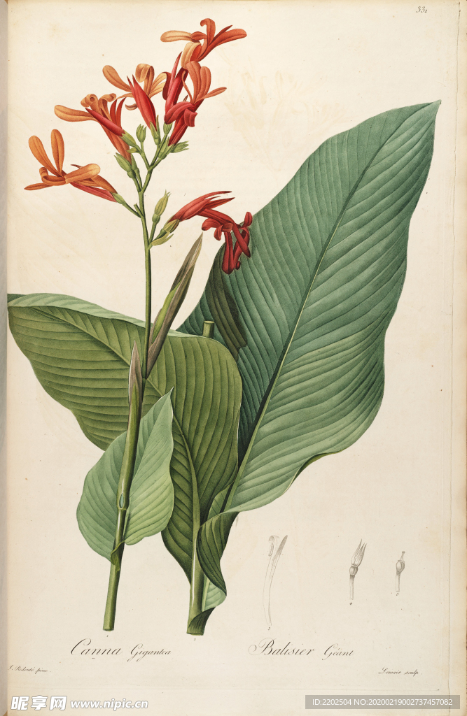 手绘插画 花卉装饰画 花草图谱