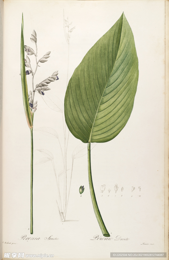 手绘插画 花卉装饰画 花草图谱