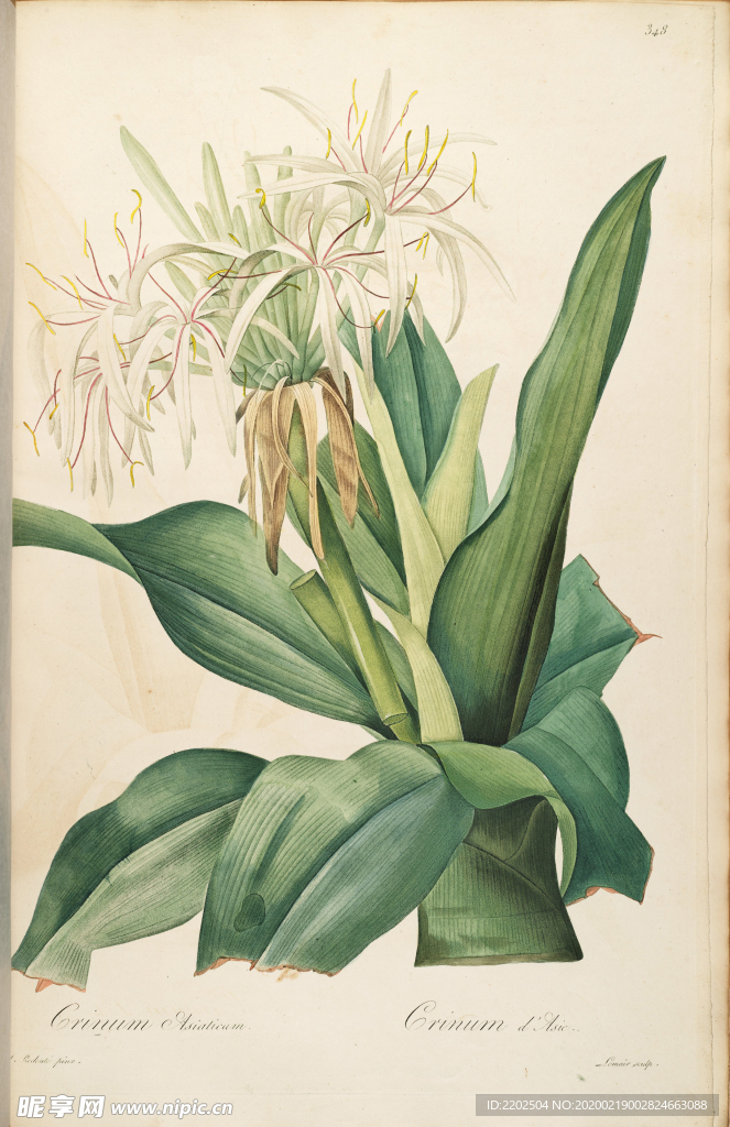 手绘插画 花卉装饰画 花草图谱