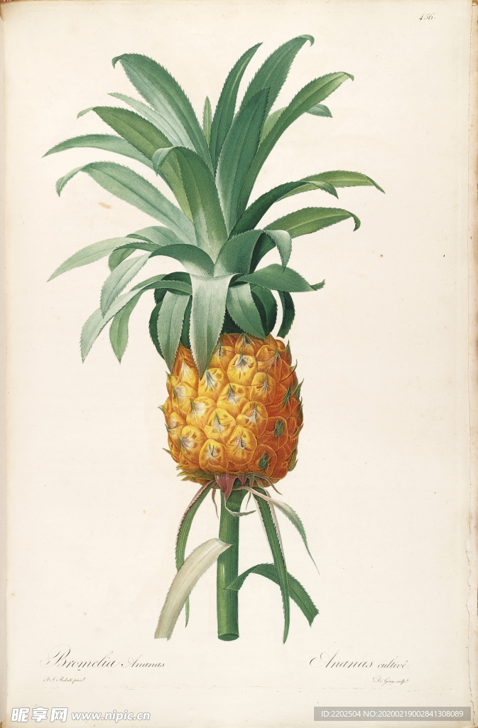 手绘插画 花卉装饰画 花草图谱