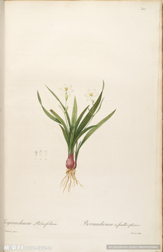 手绘插画 花卉装饰画 花草图谱