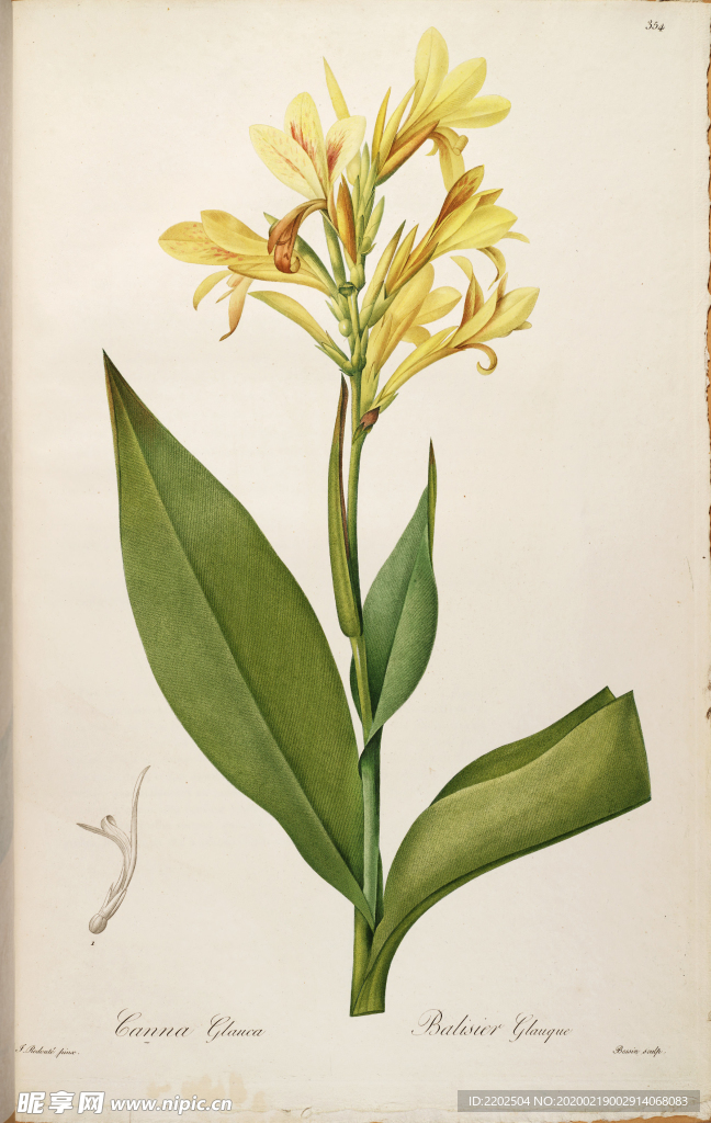 手绘插画 花卉装饰画 花草图谱