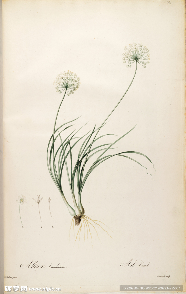 手绘插画 花卉装饰画 花草图谱