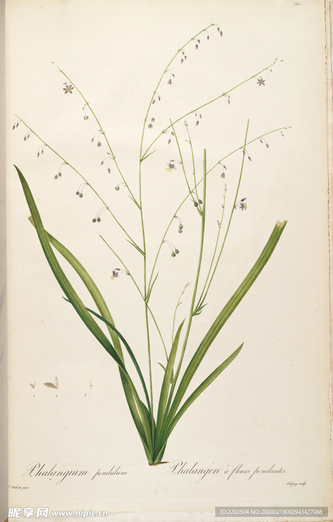 手绘插画 花卉装饰画 花草图谱