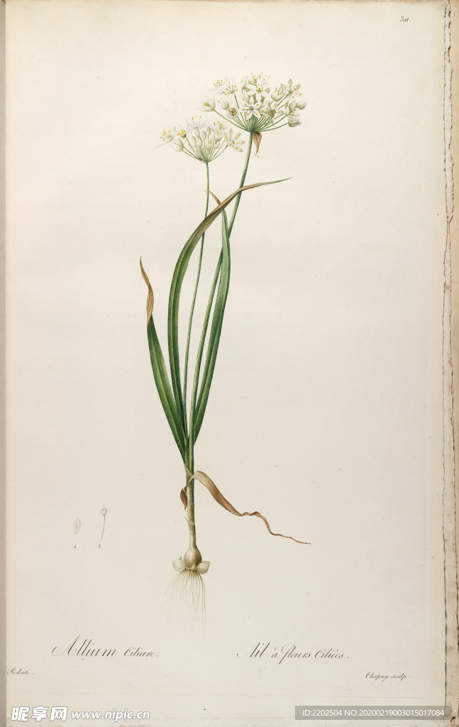 手绘插画 花卉装饰画 花草图谱