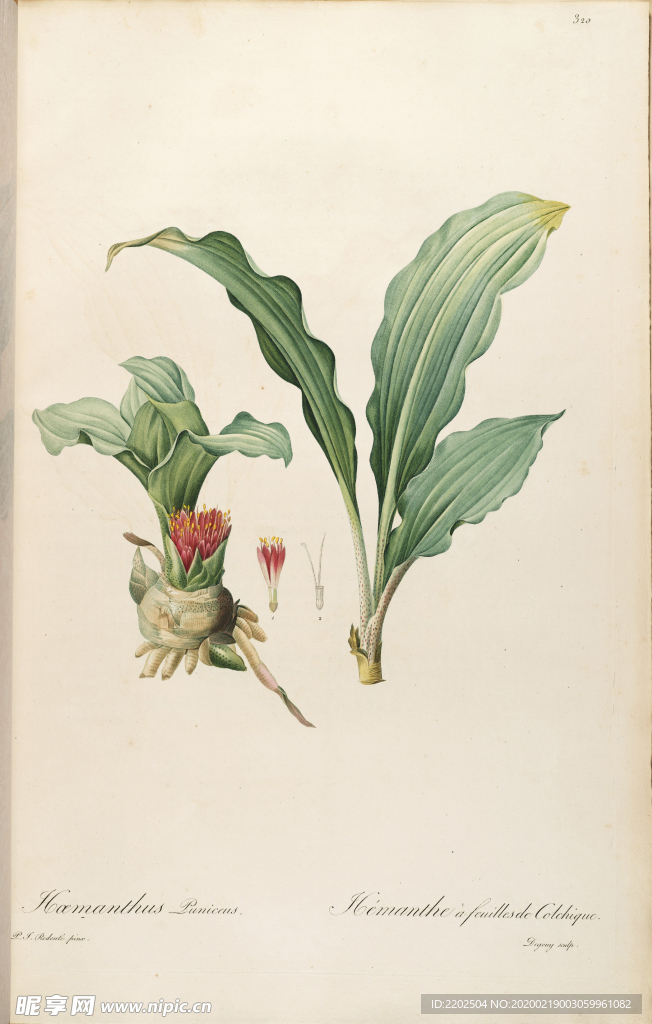 手绘插画 装饰画 花草图谱