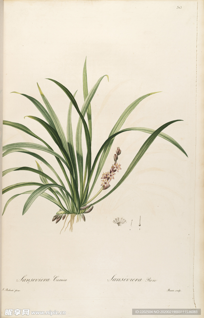 手绘插画 装饰画 花草图谱