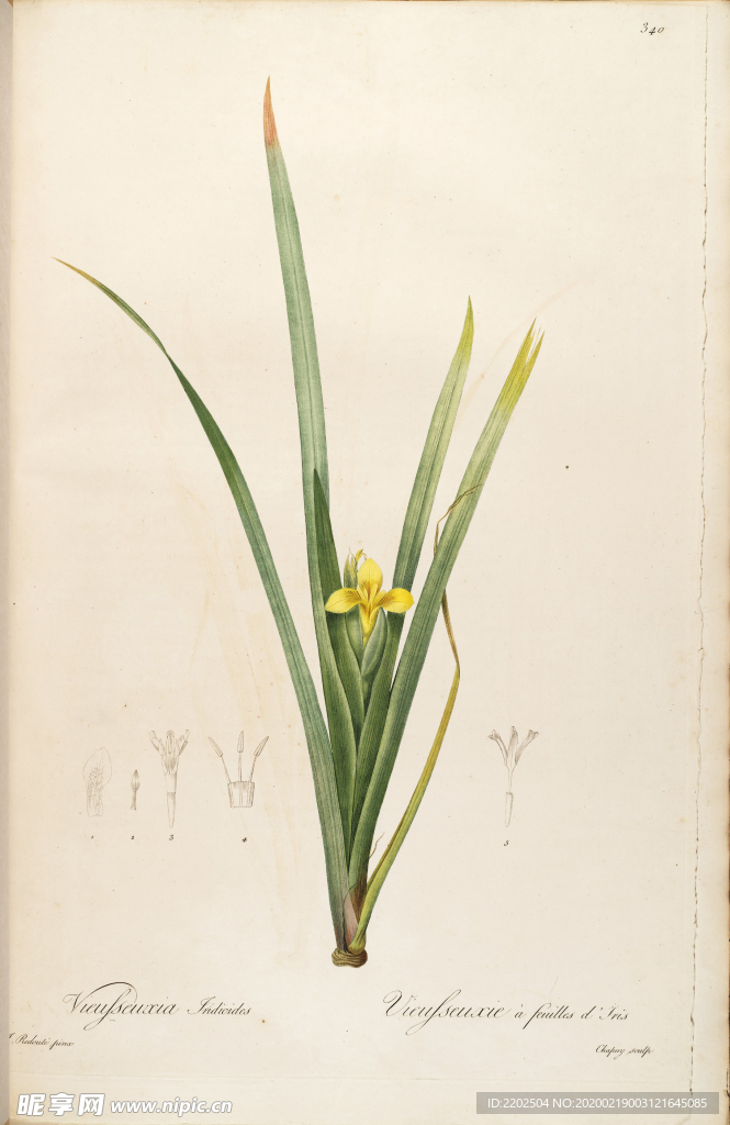 手绘插画 装饰画 花草图谱 植