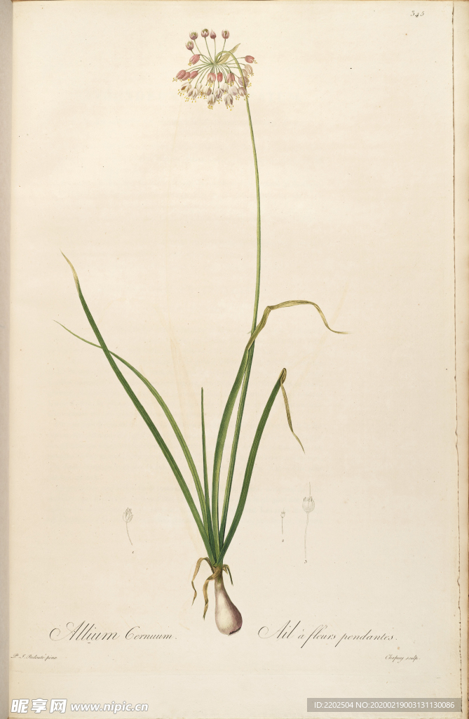 手绘插画 装饰画 花草图谱