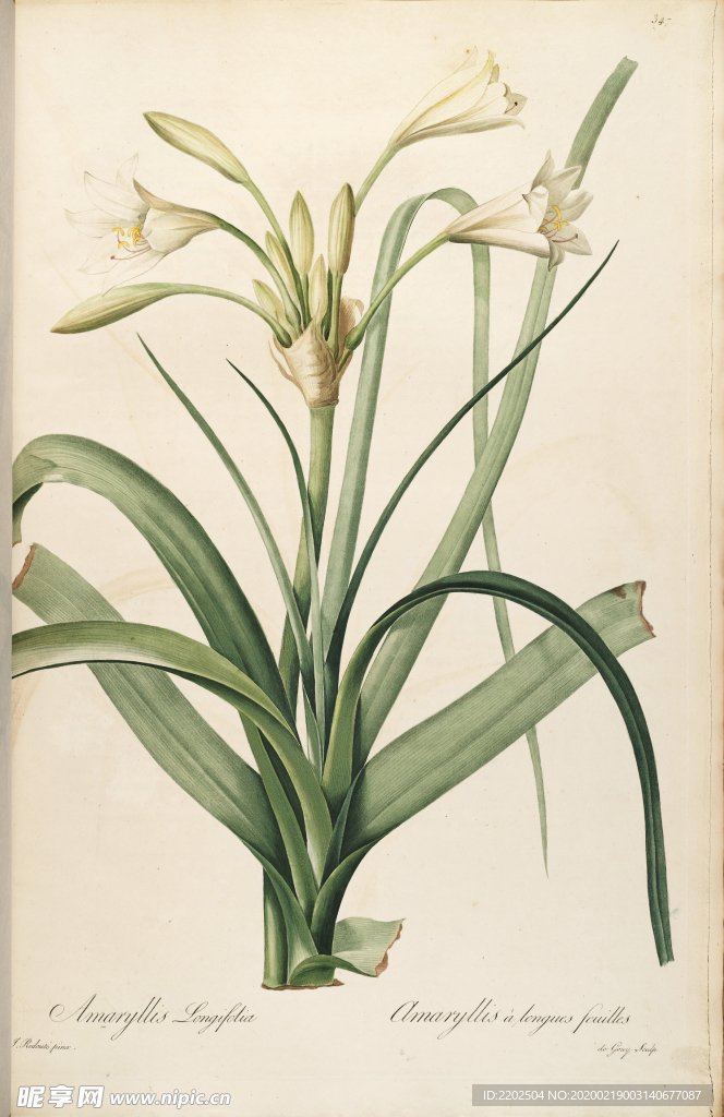 手绘插画 装饰画 花草图谱 植