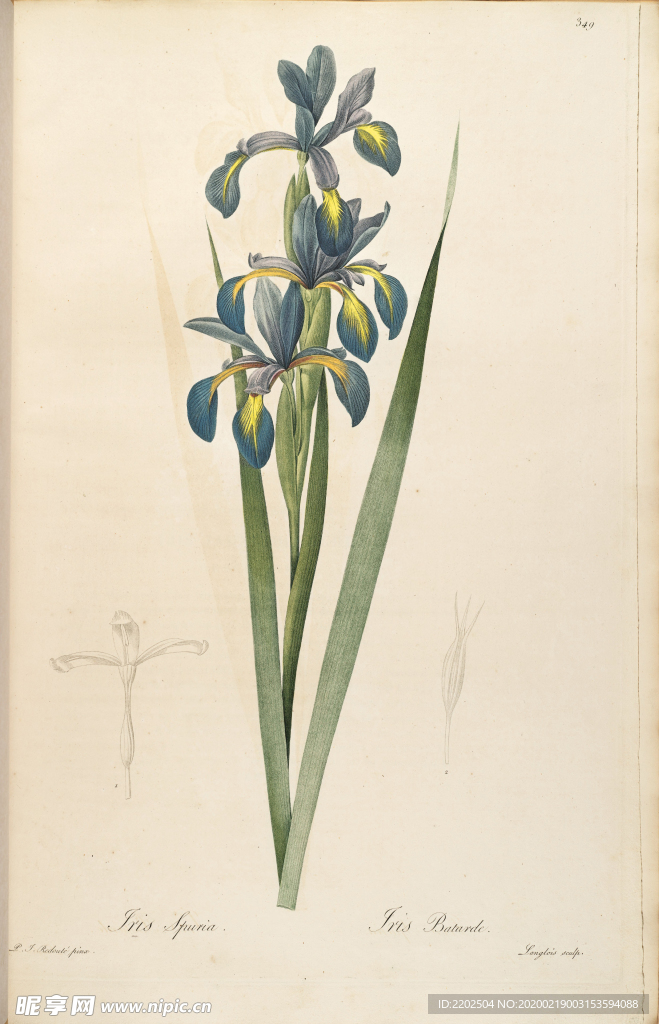 手绘插画 装饰画 花草图谱