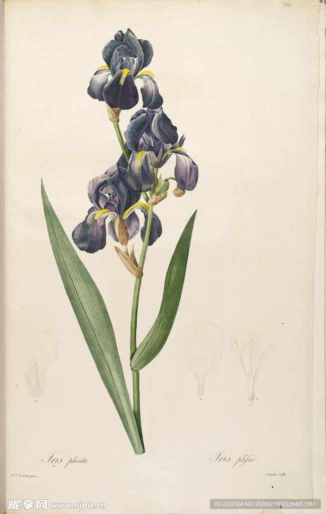 手绘插画 装饰画 花草图谱