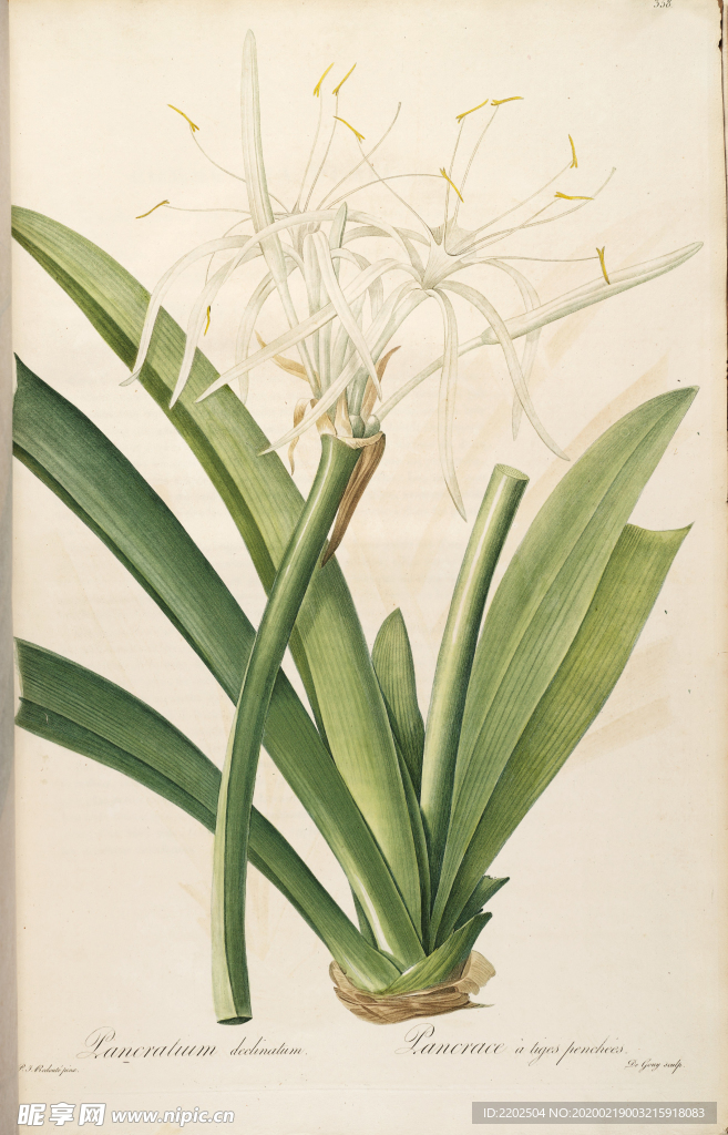 手绘插画 装饰画 花草图谱