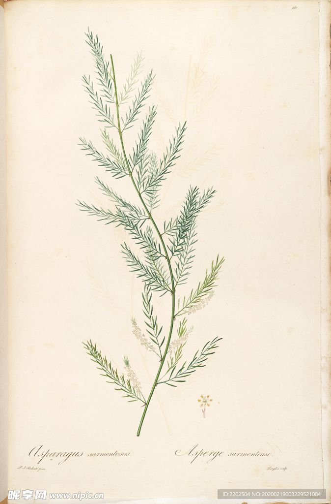 手绘插画 装饰画 花草图谱