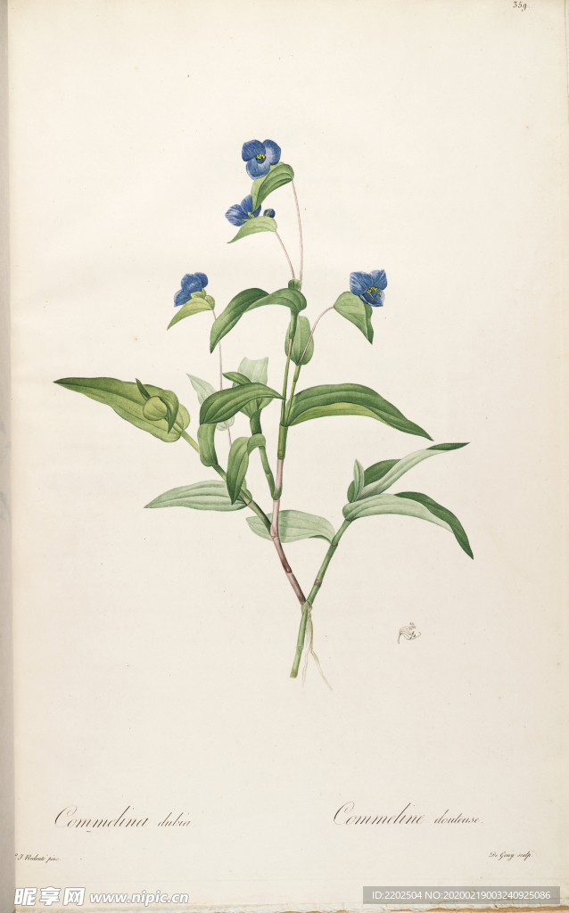 手绘插画 装饰画 花草图谱