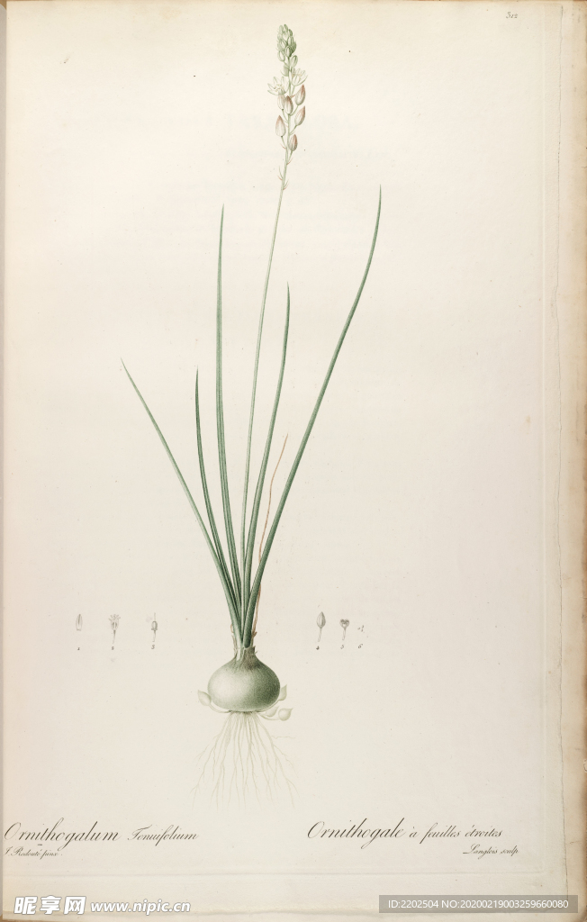 手绘插画 装饰画 花草图谱