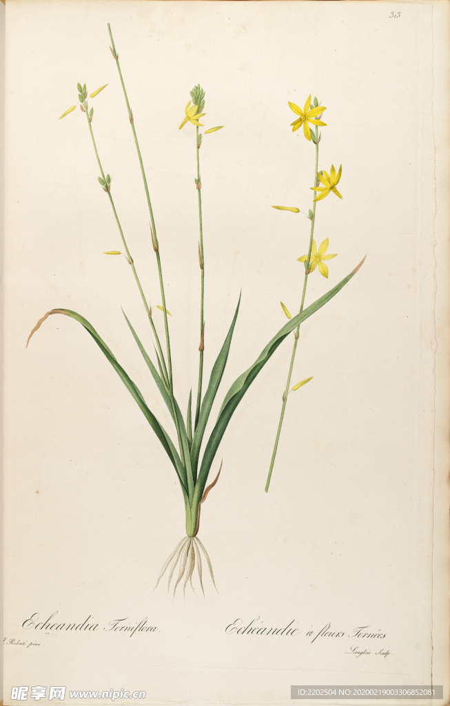 手绘插画 装饰画 花草图谱