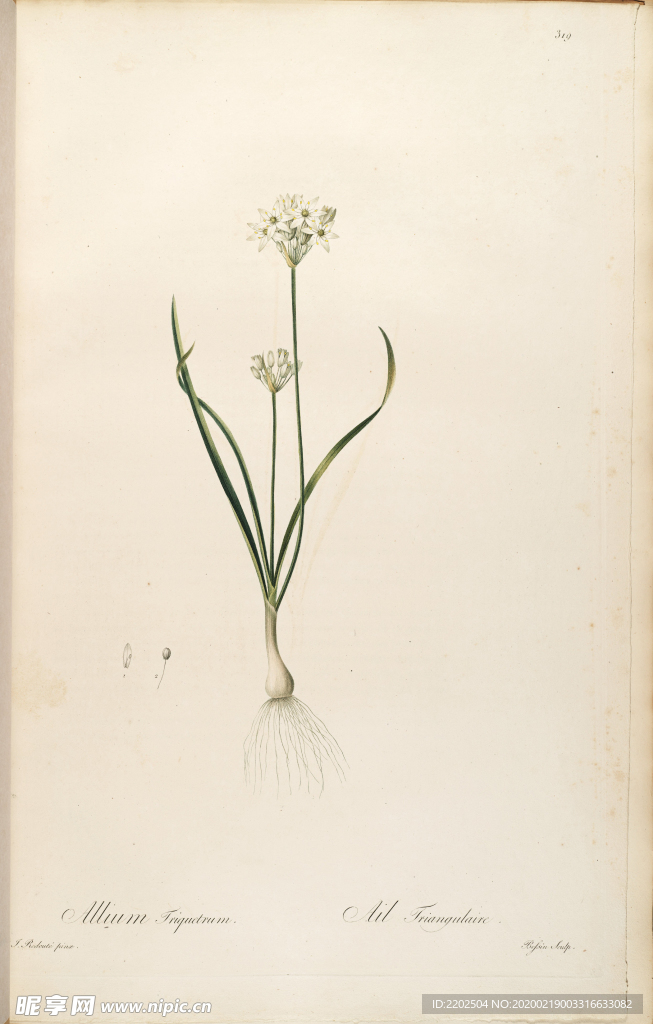 手绘插画 装饰画 花草图谱