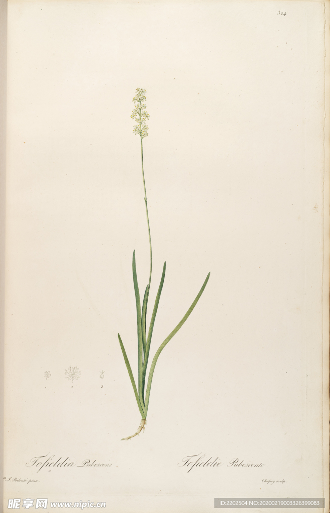 手绘插画 装饰画 花草图谱