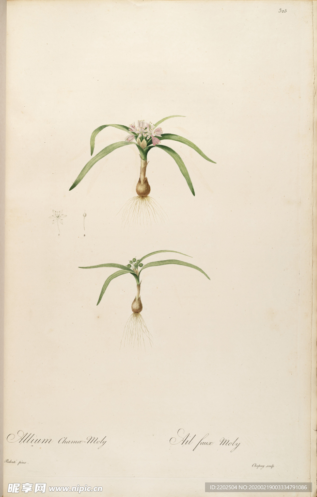 手绘插画 装饰画 花草图谱