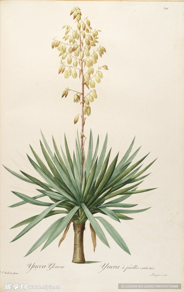 手绘插画 装饰画 图谱植物