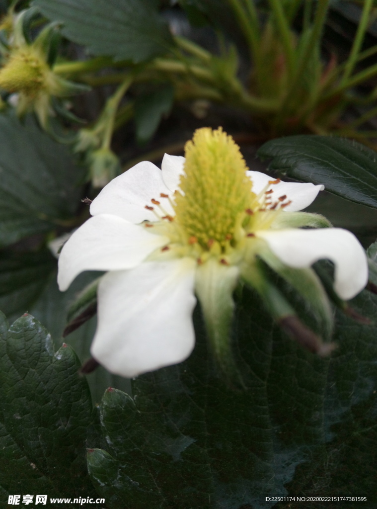 草莓花蕊