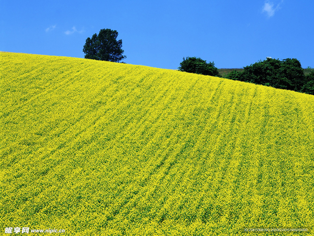 蓝天油菜花
