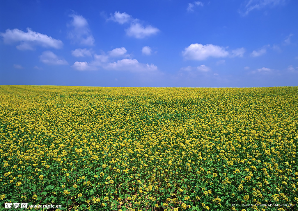 蓝天油菜花