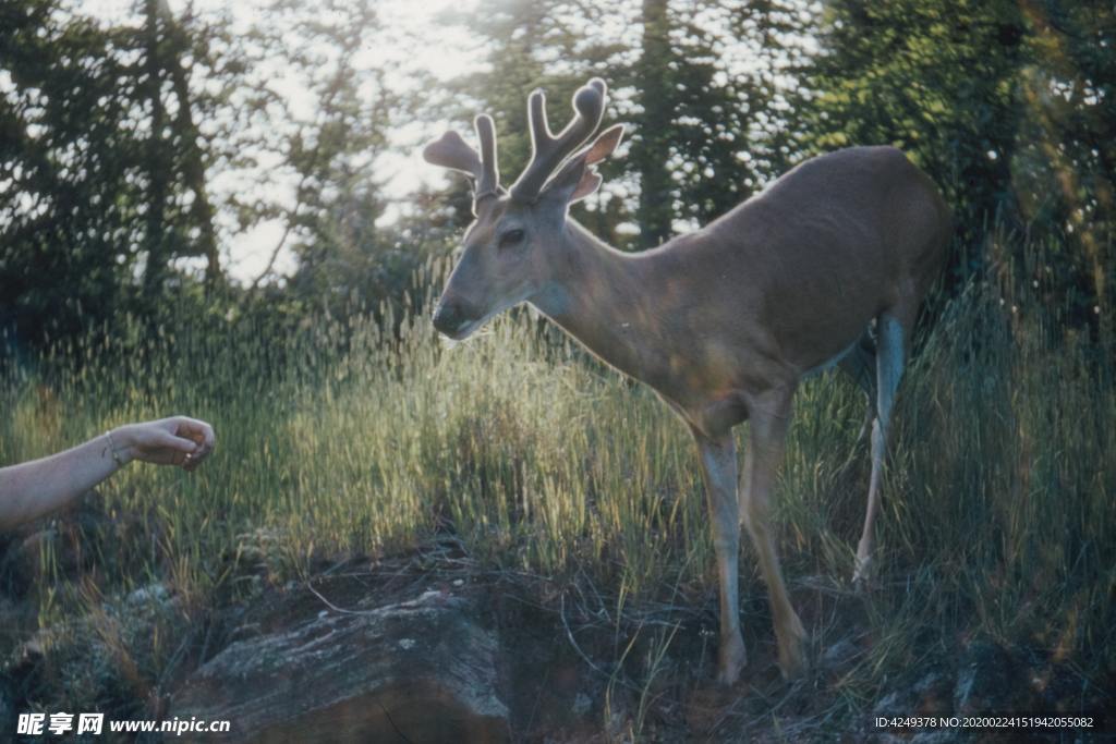 野外的鹿