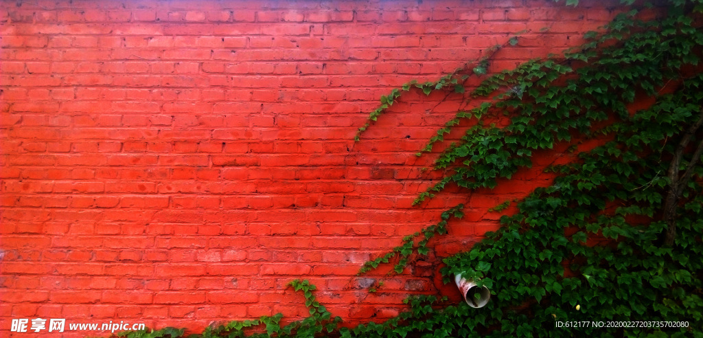 红墙与爬山虎