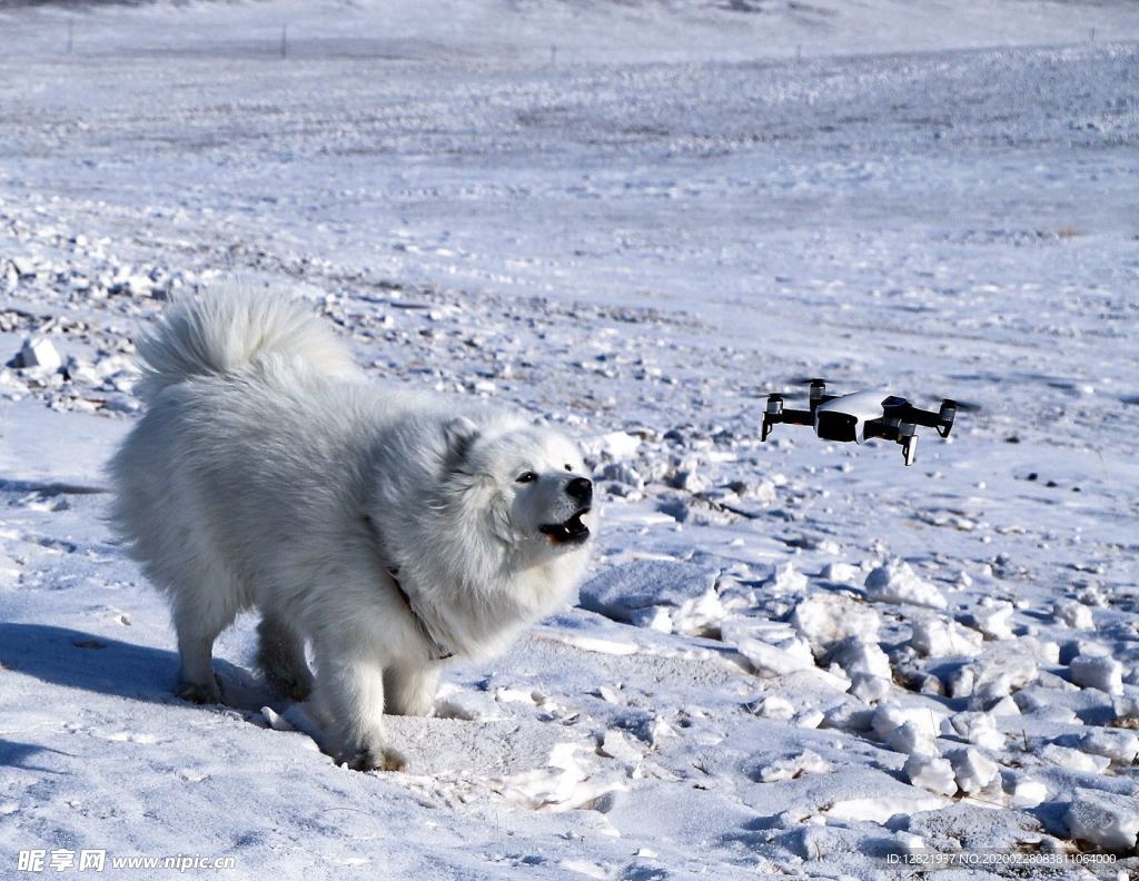 狗与无人机