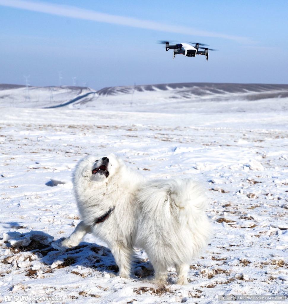 狗与无人机
