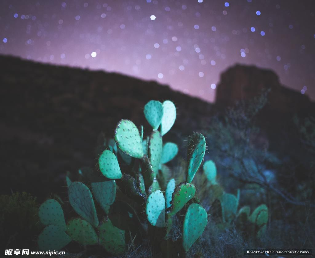 夜空下的仙人掌