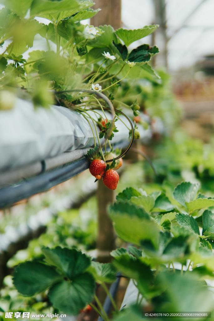 木架上的草莓