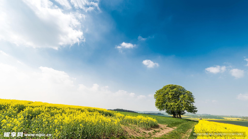 蓝天油菜花图片