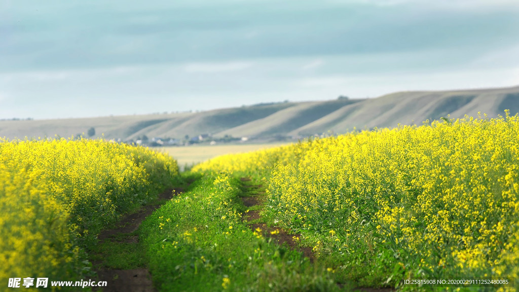 蓝天油菜花图片