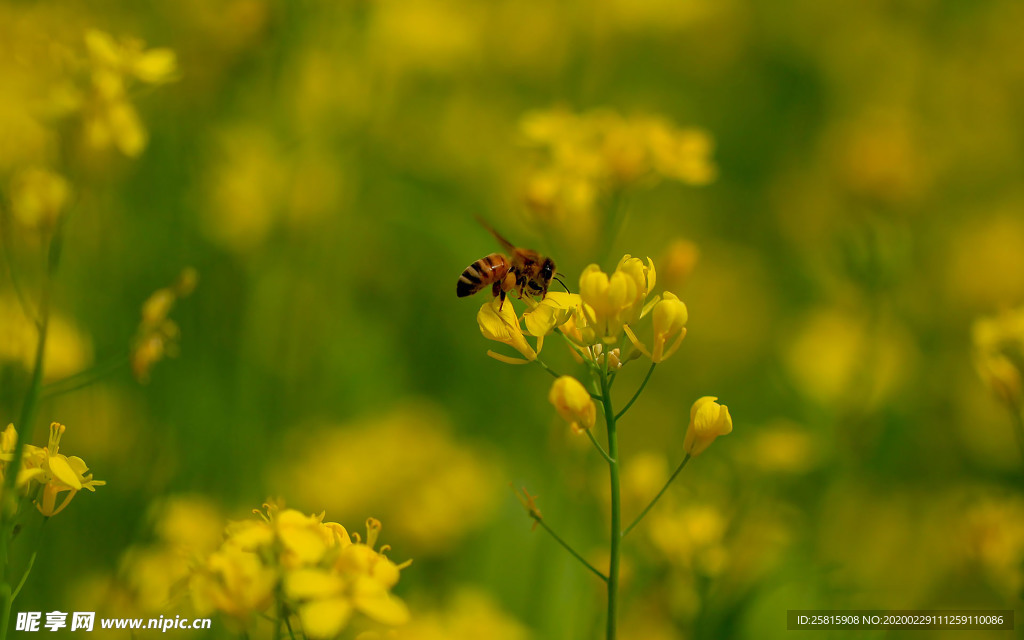 蓝天油菜花图片