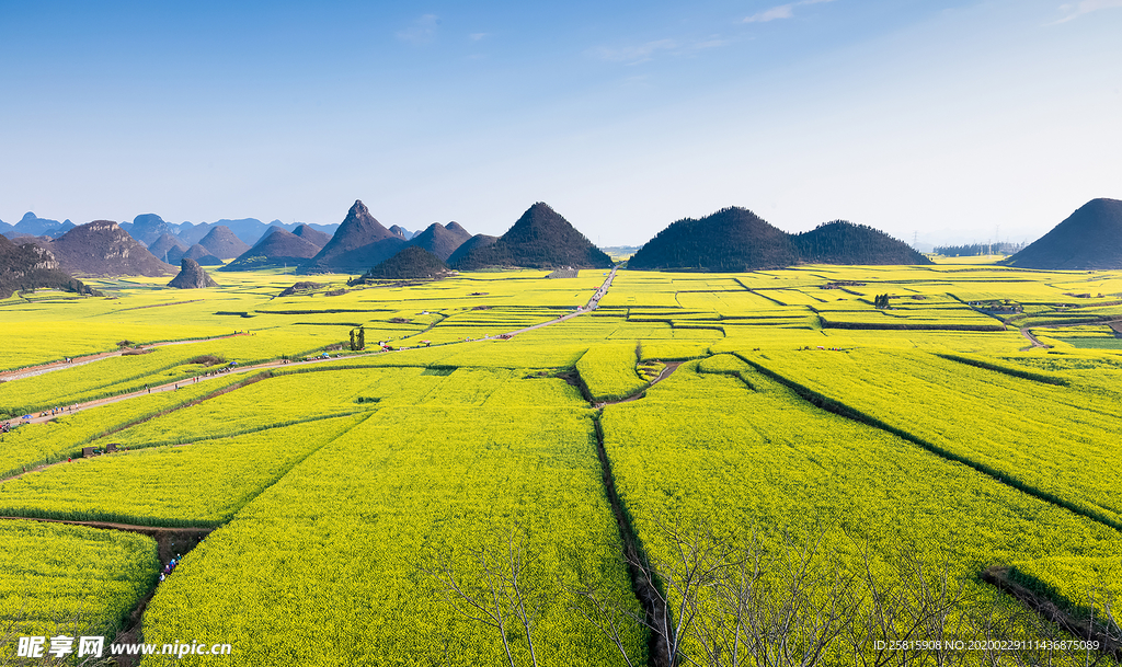 蓝天油菜花图片