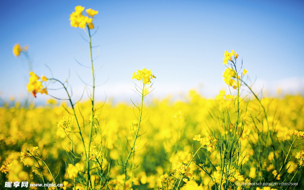 蓝天油菜花图片