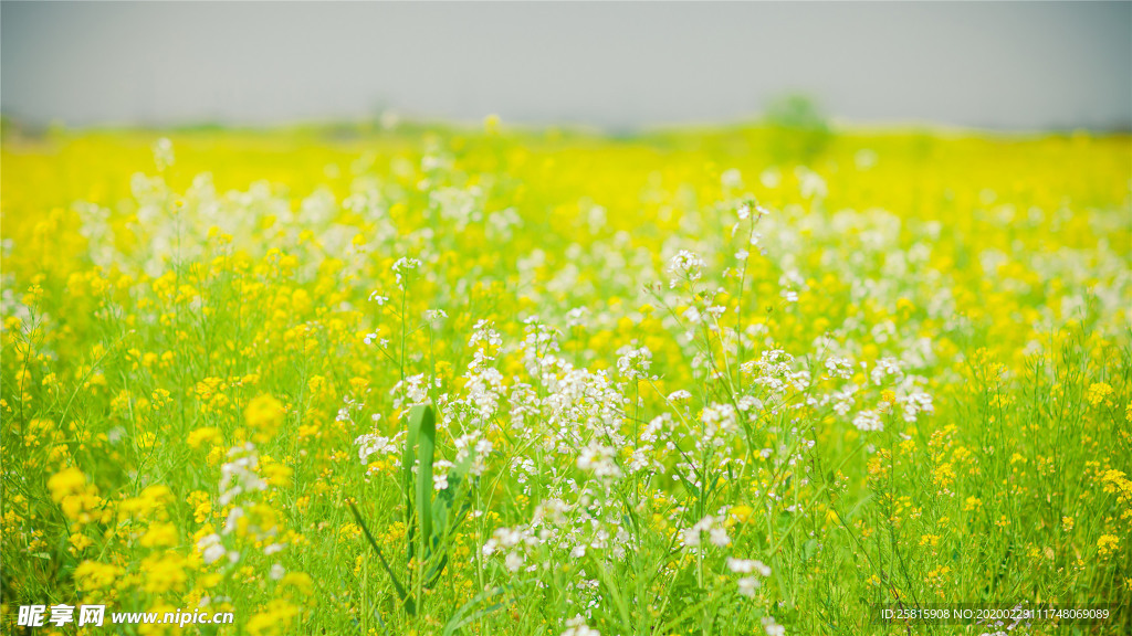 蓝天油菜花图片