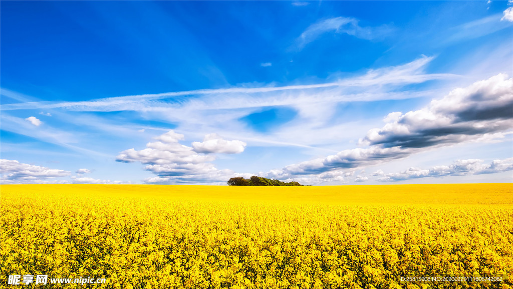 蓝天油菜花图片