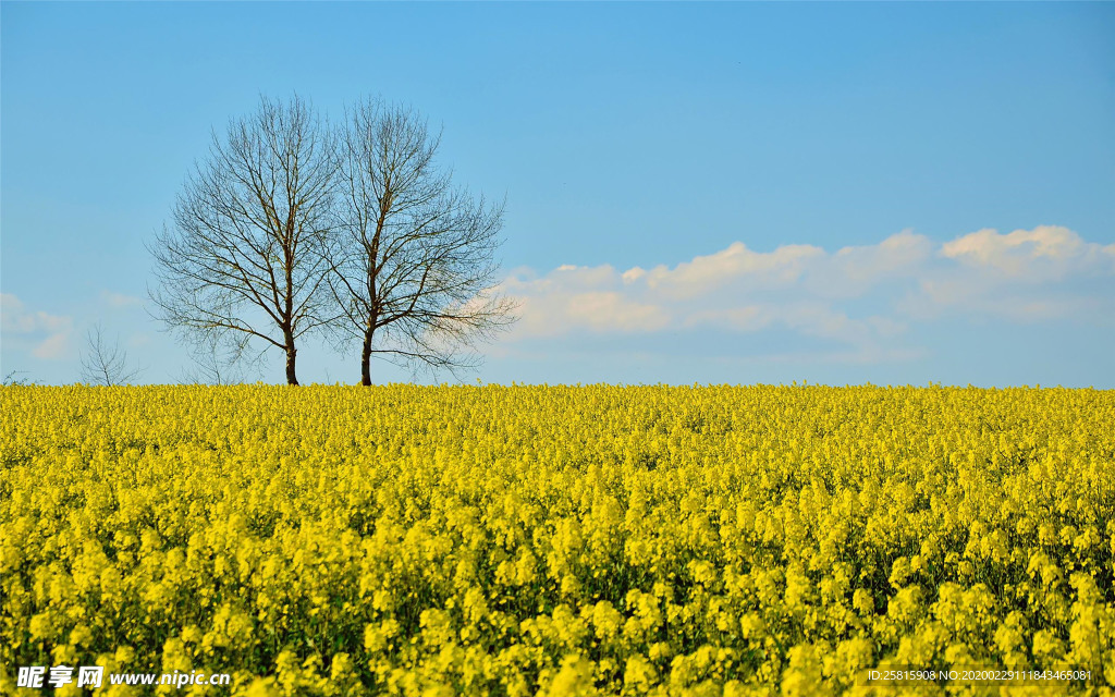 蓝天油菜花图片