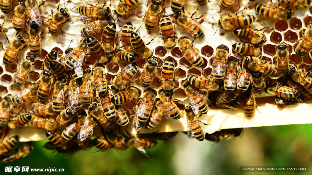 花间隐者小蜂蜜图片