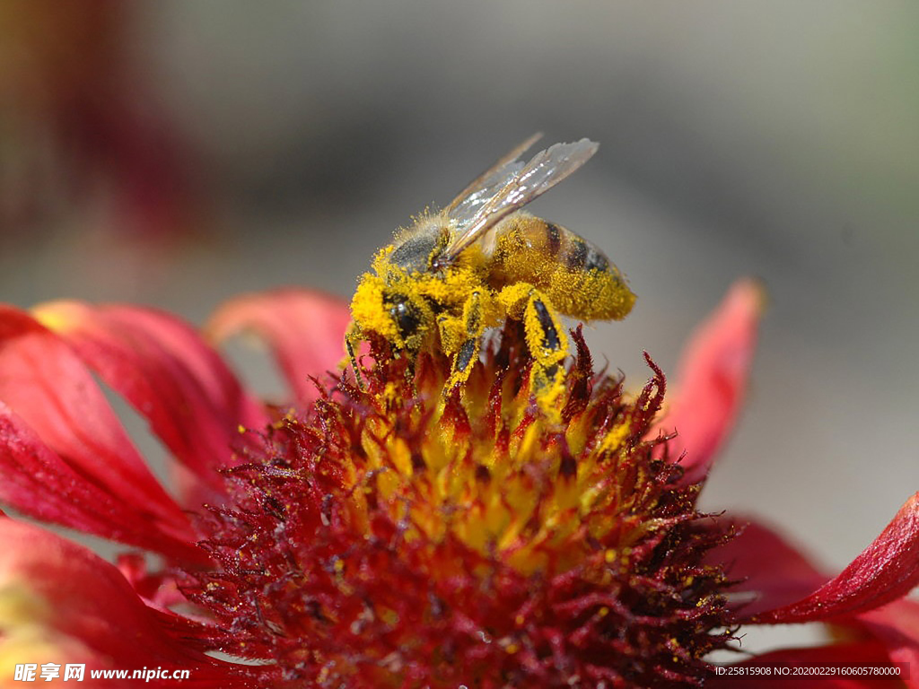 花间隐者小蜂蜜图片