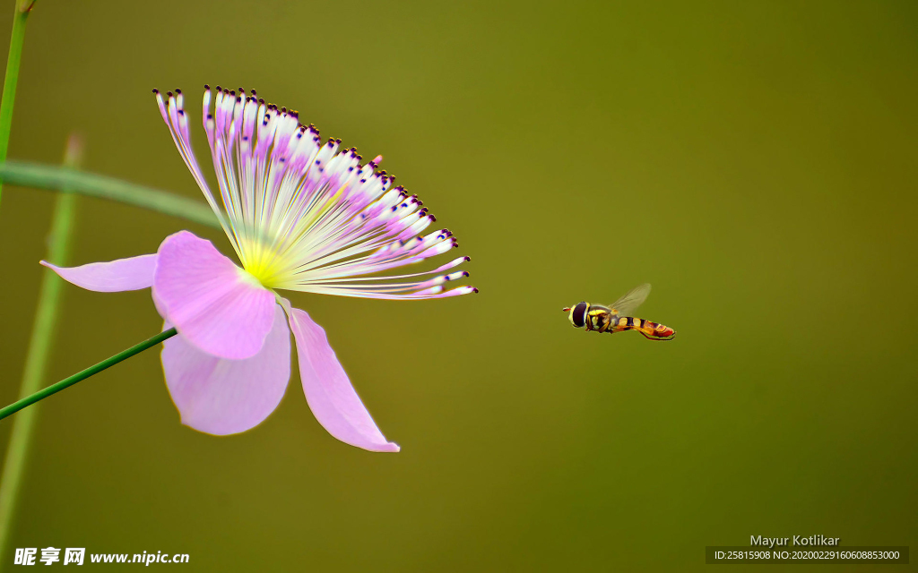 花间隐者小蜂蜜图片