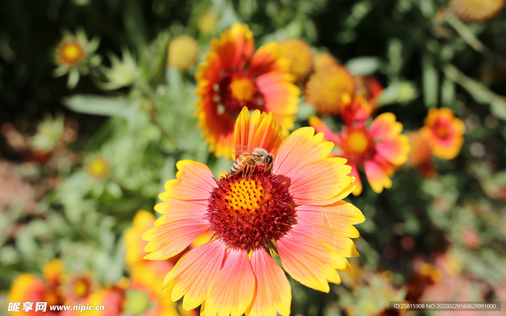 花间隐者小蜂蜜图片