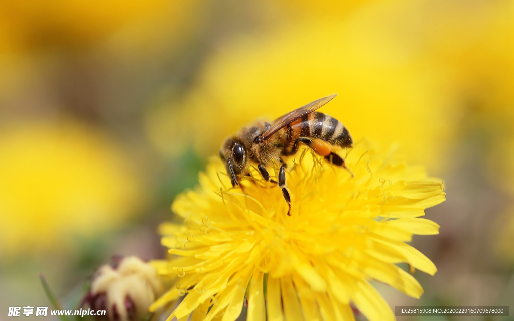 花间隐者小蜂蜜图片