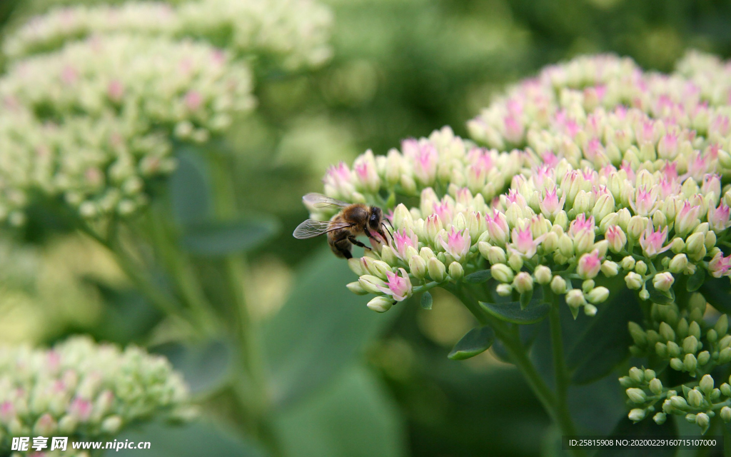 花间隐者小蜂蜜图片